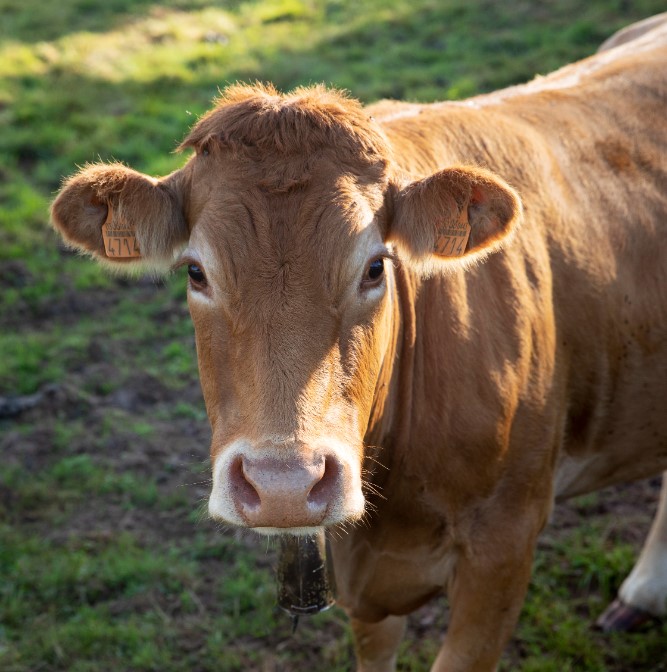 chuleton de vaca rubia gallega