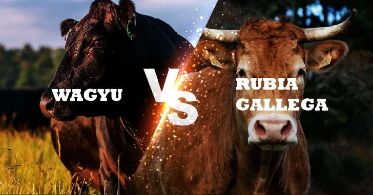 wagyu vs rubia gallega